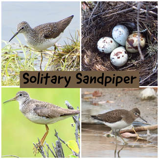 Solitary Sandpiper